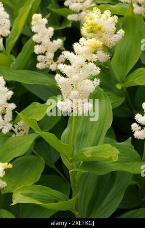 Treacleberry, Feathery faux lis de la Vallée, faux sceau de Salomon, Plume de Salomon ou faux Spikenard, Maianthemum racemosum, Asparagacées. Banque D'Images