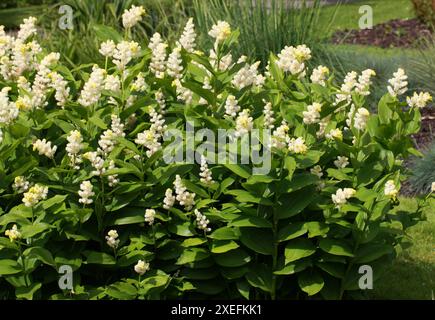 Treacleberry, Feathery faux lis de la Vallée, faux sceau de Salomon, Plume de Salomon ou faux Spikenard, Maianthemum racemosum, Asparagacées. Banque D'Images