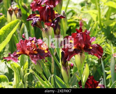 Iris barbu 'Red Zinger', Iridacées. Un iris pérenne rhizomateux avec des fleurs rouges foncées parfumées, volantes et veloutées. Banque D'Images