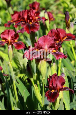 Iris barbu 'Red Zinger', Iridacées. Un iris pérenne rhizomateux avec des fleurs rouges foncées parfumées, volantes et veloutées. Banque D'Images