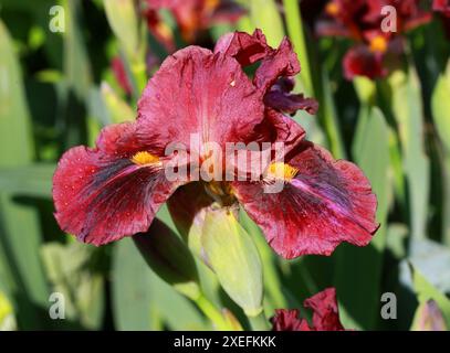 Iris barbu 'Red Zinger', Iridacées. Un iris pérenne rhizomateux avec des fleurs rouges foncées parfumées, volantes et veloutées. Banque D'Images