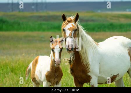 Une jument piebald avec un poulain piebald dans un pré Banque D'Images