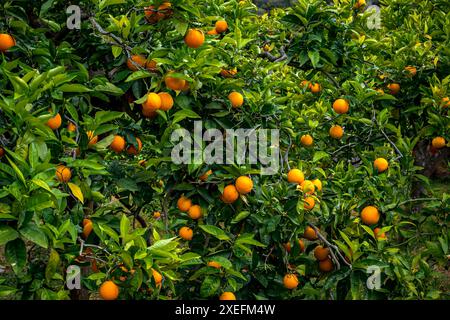 Gros plan d'un oranger avec des oranges mûres et juteuses parmi un feuillage vert luxuriant, mettant l'accent sur la récolte fraîche et abondante. Banque D'Images