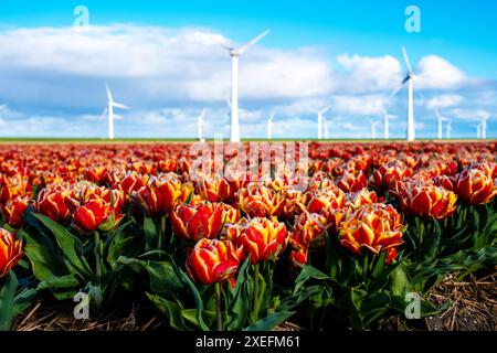 Un champ vibrant de tulipes rouges et jaunes oscille gracieusement dans la brise printanière, avec des moulins à vent traditionnels debout dans le haut Banque D'Images