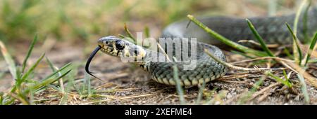 Serpent d'herbe se réchauffe au soleil un jour de printemps Banque D'Images