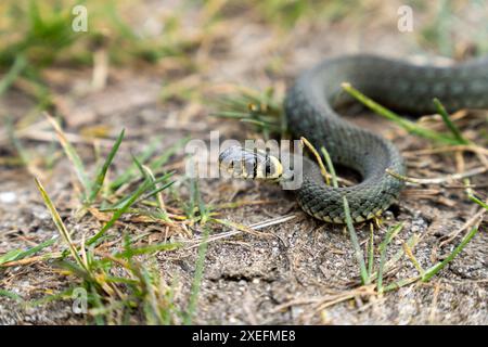 Serpent d'herbe se réchauffe au soleil un jour de printemps Banque D'Images