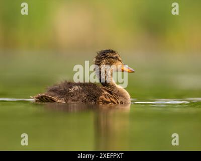 Le canard sauvage flotte sur l'eau. Banque D'Images