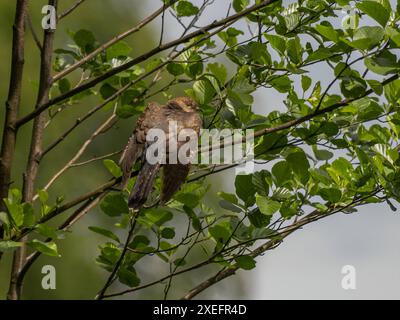 Coucou commun assis sur une branche d'arbre. Banque D'Images