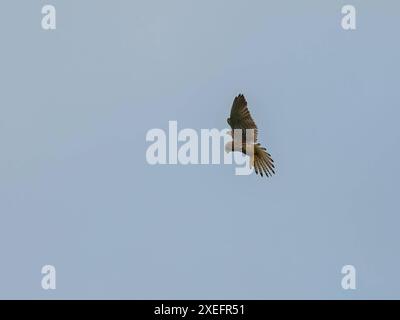 Kestrel commun en vol isolé contre le ciel. Banque D'Images