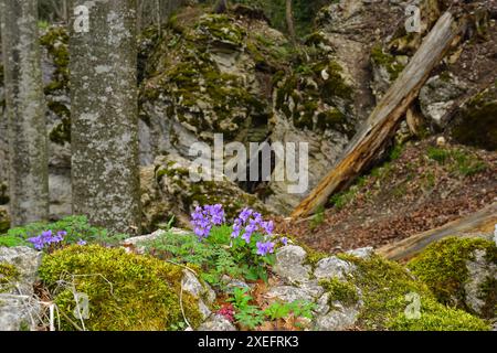 Violet bois sur le chemin de la mer rocheuse ; Alb souabe ; à Albstadt-Laufen ; allemagne Banque D'Images