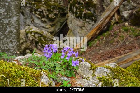 Violet bois sur le chemin de la mer rocheuse ; Alb souabe ; à Albstadt-Laufen ; allemagne Banque D'Images