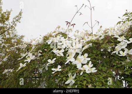 Clematis montana Alba, clématite blanche Banque D'Images