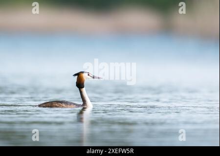 Grand grebe à crête, gros plan de canard nageant dans le lac Banque D'Images