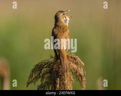 Grande Paruline de roseau dans un cadre vert assis sur l'herbe sèche. Banque D'Images