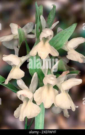 Dactylorhiza romana subsp. Markusii, Orchidaceae. Orchidée européenne sauvage. Bulbeuse herbacée, plante rare. fleur blanche. sicile, Italie. Banque D'Images