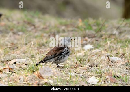 Fieldfare sur le sol autour des feuilles sèches. Banque D'Images