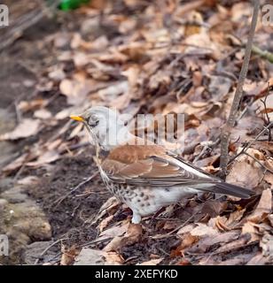 Fieldfare sur le sol autour des feuilles sèches. Banque D'Images