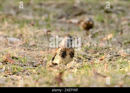 Fieldfare sur le sol autour des feuilles sèches. Banque D'Images