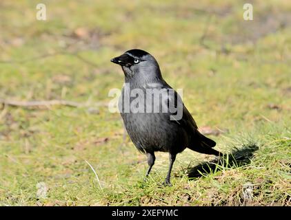 WESTERN Jackdaw sur l'herbe, photo en gros plan. Banque D'Images