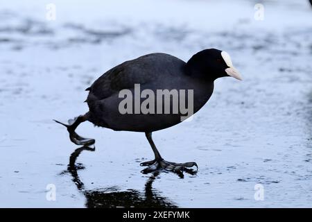 Eurasian Coot sur l'herbe, photo en gros plan sur fond flou. Banque D'Images