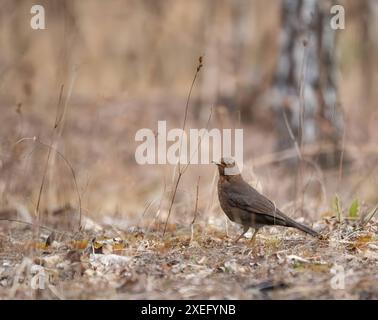 redstart noir sur le sol, fond flou. Banque D'Images