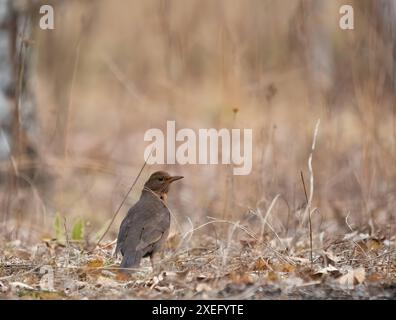 redstart noir sur le sol, fond flou. Banque D'Images