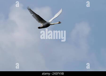Muet Swan en vol contre le ciel. Banque D'Images