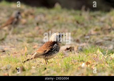 Fieldfare sur le sol autour des feuilles sèches. Banque D'Images