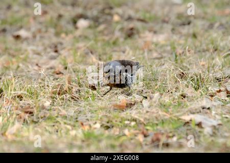 Fieldfare sur le sol autour des feuilles sèches. Banque D'Images