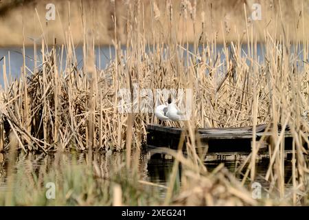 Deux goélands à tête noire sur une plate-forme en bois parmi les roseaux. Banque D'Images