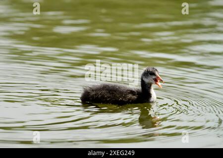 Jeune coot eurasien sur l'eau, photo en gros plan. Banque D'Images