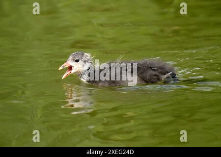 Jeune coot eurasien sur l'eau, photo en gros plan. Banque D'Images