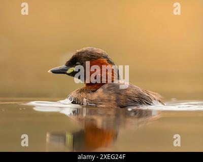 Petit grèbe dans l'eau, photo en gros plan. Banque D'Images