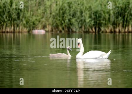 Cygne muet adulte avec des bébés sur l'eau, photographie rapprochée, paysage vert. Banque D'Images