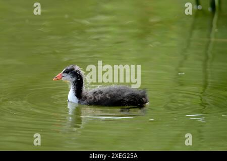 Jeune coot eurasien sur l'eau, photo en gros plan. Banque D'Images