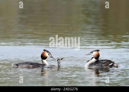 Une paire de grands grèbes à crête mâle et femelle ensemble sur l'eau, photo en gros plan. Banque D'Images