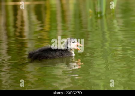 Jeune coot eurasien sur l'eau, photo en gros plan. Banque D'Images