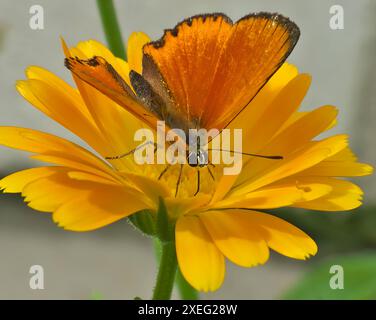 Cuivre rare, papillon sur fleur jaune. Banque D'Images