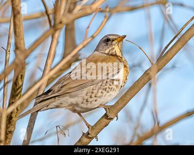 Fieldfare sur une branche, contre le ciel. Banque D'Images