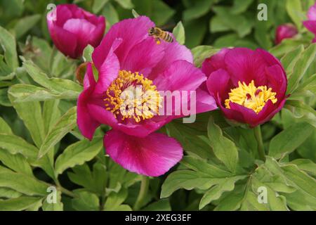 Paeonia officinalis, pivoine Banque D'Images