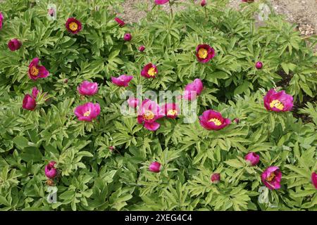 Paeonia officinalis, pivoine Banque D'Images