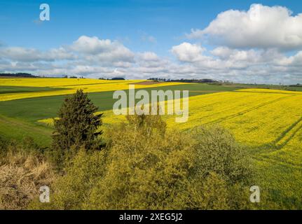 Vue panoramique sur la route de campagne et le champ de colza jaune. Vue aérienne paysage. République tchèque Banque D'Images