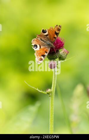 Papillon de paon en lambeaux sur la fleur de Cirsium rivulare 'Atropurpureum' en mai, Écosse, Royaume-Uni Banque D'Images