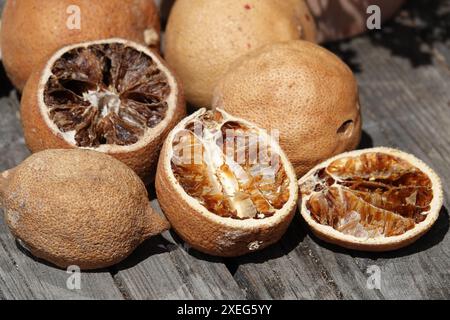 Citrus sinensis, Orangen, séché Banque D'Images