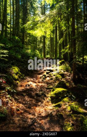 Sentier jusqu'au lac Marion (doux) dans la nature sauvage du Mont Jefferson en Oregon. Banque D'Images