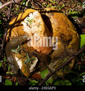 Une grosse limace bananière (Ariolimax columbianus) grignotant sur un gros champignon porcini dans une forêt du centre de l'Oregon. Banque D'Images