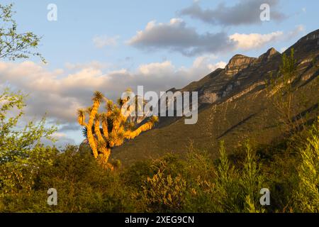 Vue panoramique d'un coucher de soleil sur le Cerro de las Mitras à Monterrey, Mexique. Banque D'Images