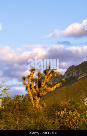 Vue panoramique d'un coucher de soleil sur le Cerro de las Mitras à Monterrey, Mexique. Banque D'Images