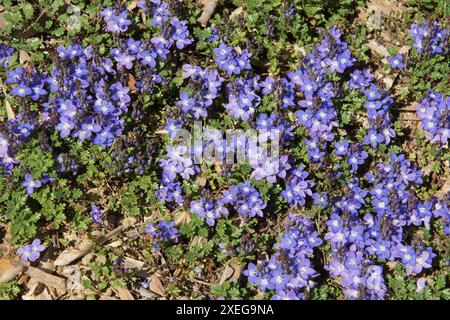 Veronica oltensis, thym-feuille speedwell Banque D'Images