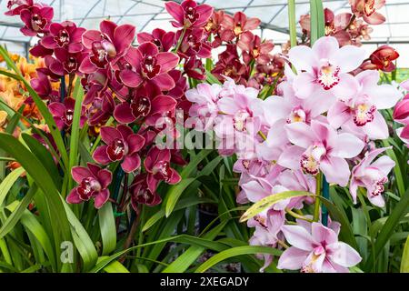 Assortiment jaune Rouge Rose Orchidée fleurs végétales en serre, famille Orchidaceae. Arrangement de fleurs de différentes couleurs florissantes avec des feuilles vertes Banque D'Images